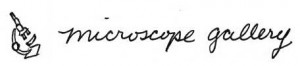 Microscope_Gallery_logo