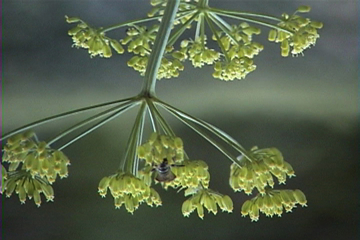 Umbel plantDI