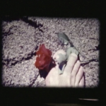 hand holds a rose in the sand