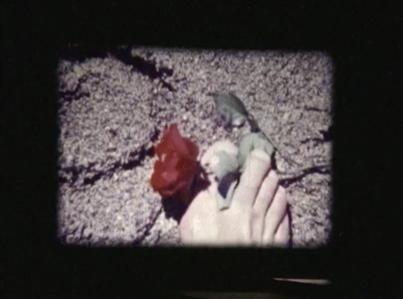 hand holds a rose in the sand